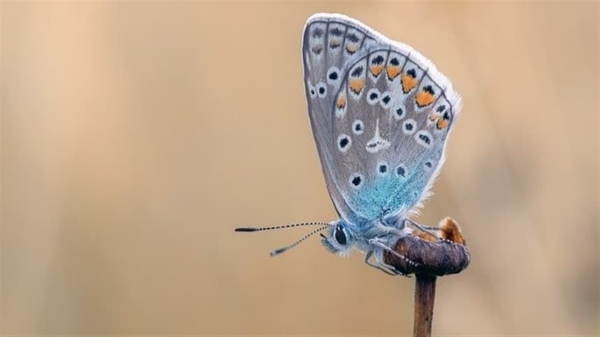 Borboletas e mariposas evoluem para se adaptar às áreas urbanas mais quentes