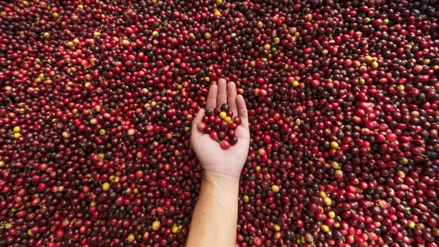 Doenças abióticas no cafeeiro: cuide da lavoura antes da seca