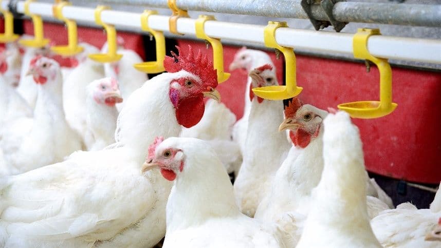 FAO: preço dos alimentos recua