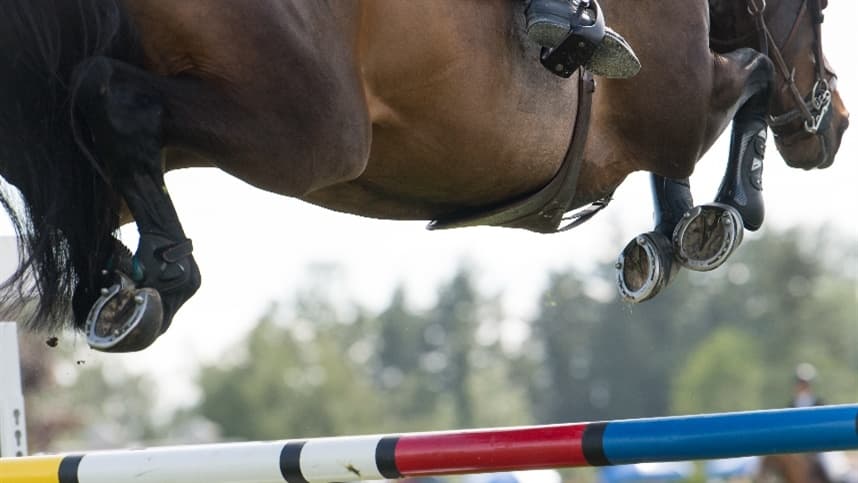 Doença articular degenerativa tem maior incidência em cavalos atletas