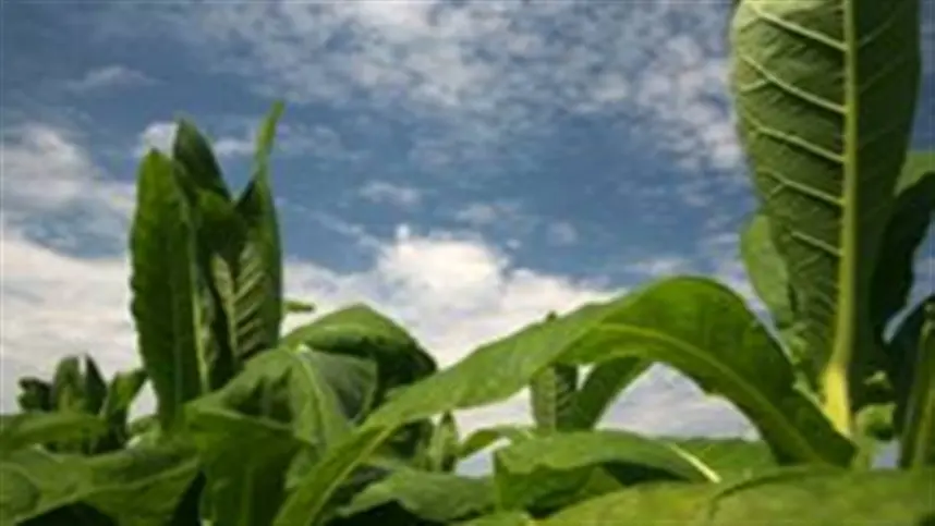 Motores elétricos podem impulsionar cultivo de tabaco