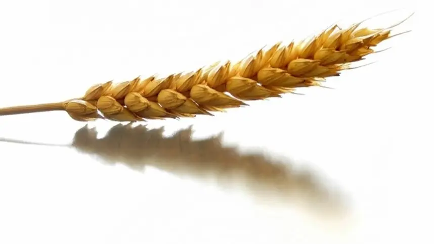 Tendências no mercado internacional de trigo e impacto no Brasil