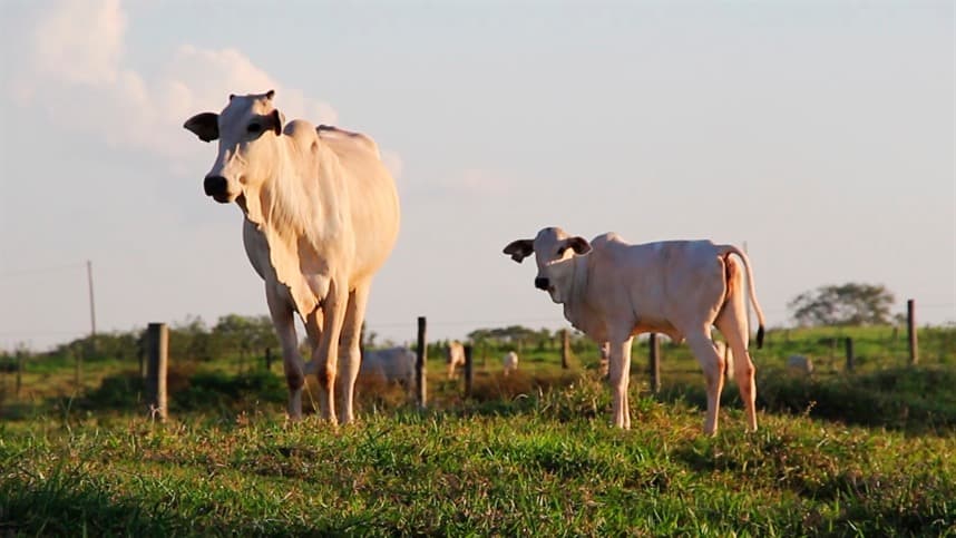 MT: pecuaristas se preparam para 2ª etapa de vacinação contra brucelose