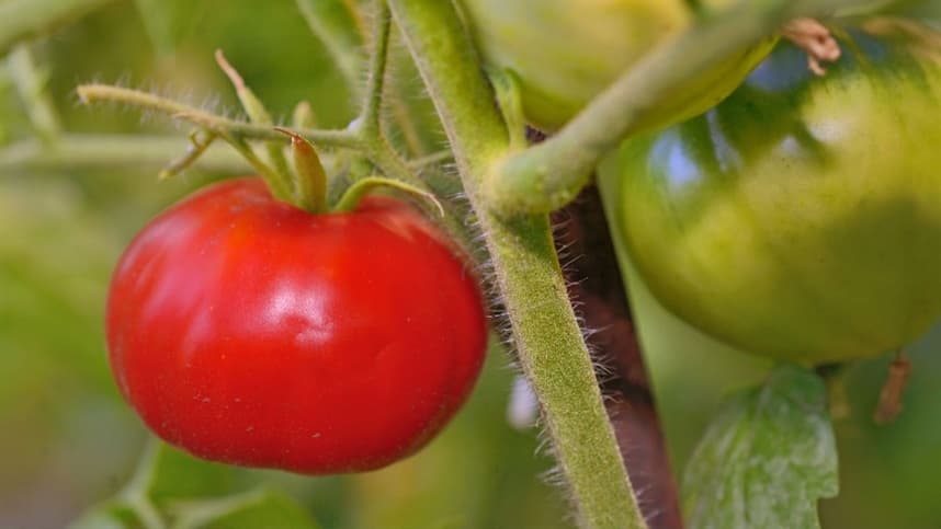 Tomate : Cresce a expectativa de aumento da área cultivada