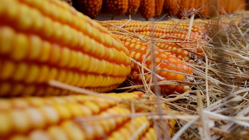 Projeto Tech Maíz prevê maior produção de alimentos na América Latina
