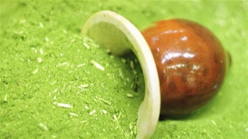 RS abre safra da erva-mate em Machadinho