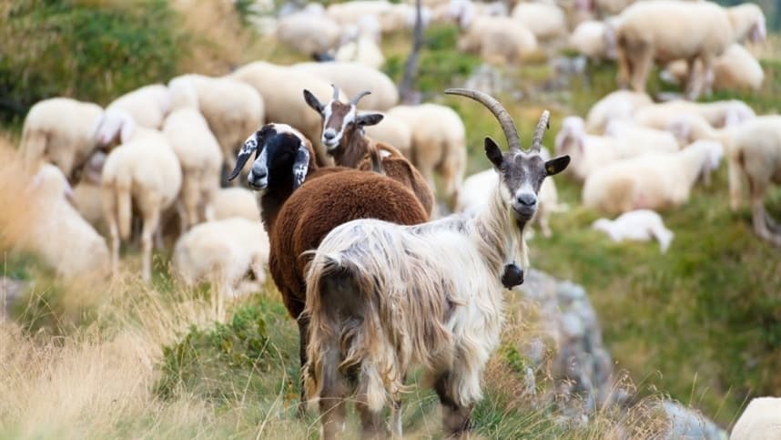 Cabras e ovelhas são “recrutadas” para combater incêndios