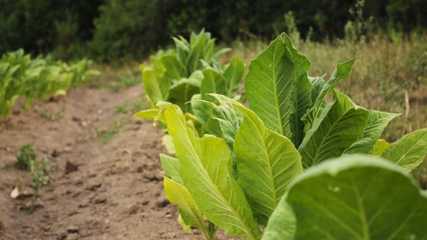RS: orientador agrícola: a ligação entre empresas e produtores