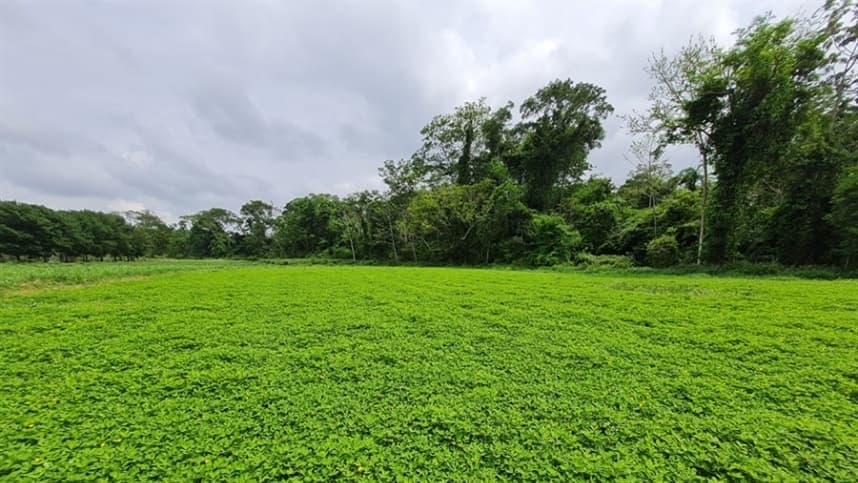 Nova cultivar de amendoim forrageiro apresenta alto teor de proteína