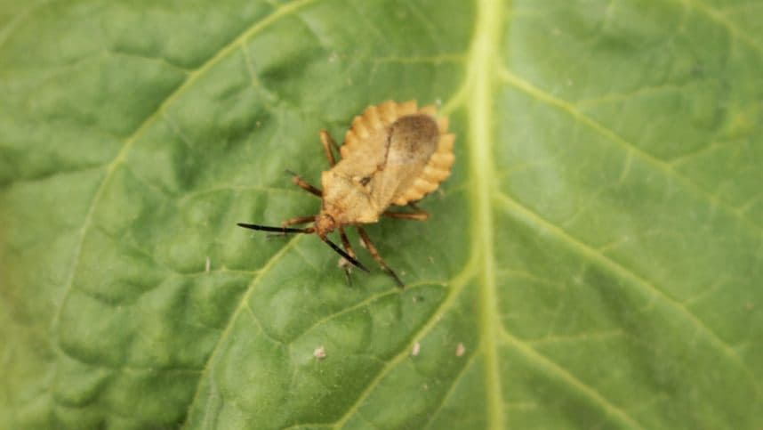 Saiba como reconhecer inimigos naturais de pragas agrícolas