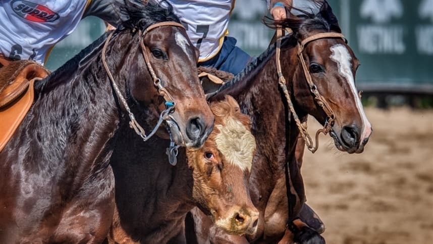 Nova seletiva ao Freio de Ouro ocorre nesta semana em Esteio