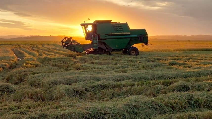 12% da área de arroz no Rio Grande do Sul já foi colhida, aponta parcial