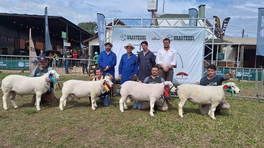 Primeiro dia de julgamentos de ovinos movimenta Expointer 2025