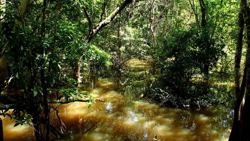 Fungo amazônico pode combater pragas e superbactérias