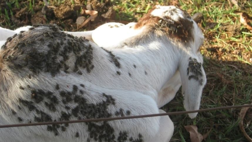 Estudos com mosca-dos-estábulos desafiam pesquisa