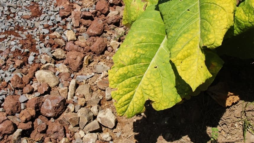 RS: 1º Seminário do Tabaco de Vale Verde busca trazer conhecimento e inovações para o setor