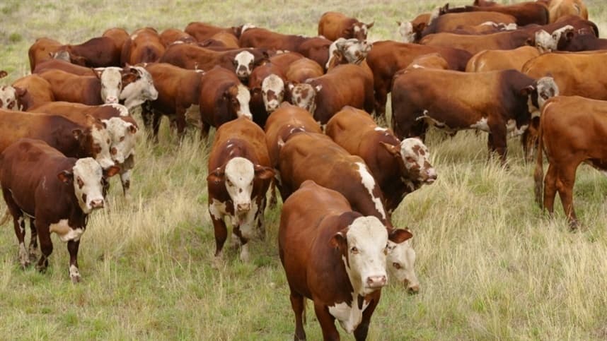 Chuvas após a estiagem no Rio Grande do Sul podem aumentar infestação de carrapatos