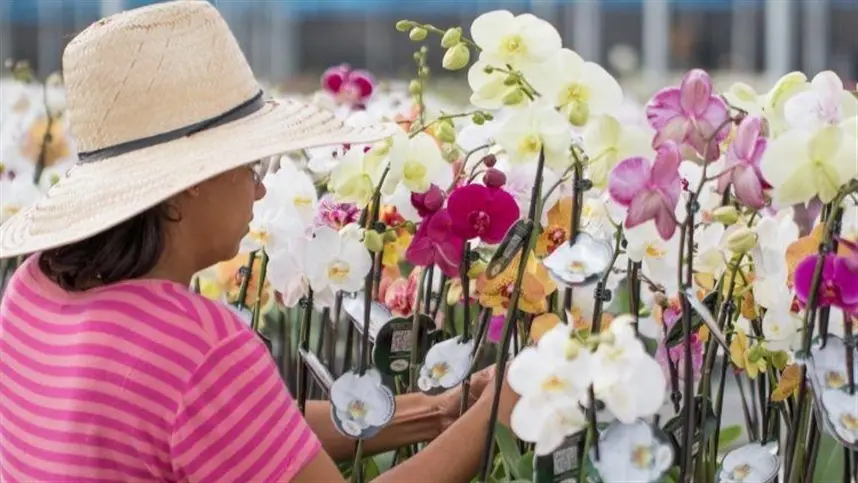 MS: mercado de Flores no Brasil atingiu R$10,9 bilhões em 2021