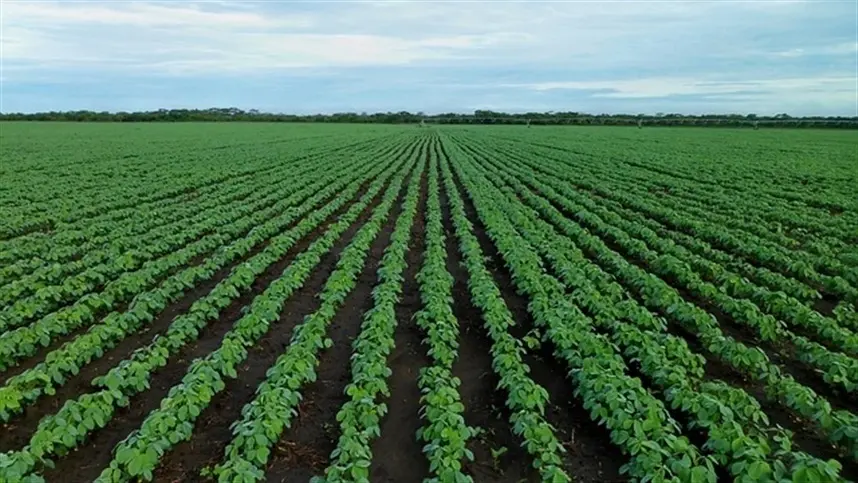 Marca de sementes de soja homenageia mulheres do agro