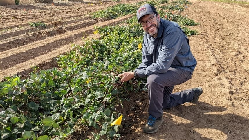 Feijão reduz uso de fertilizantes