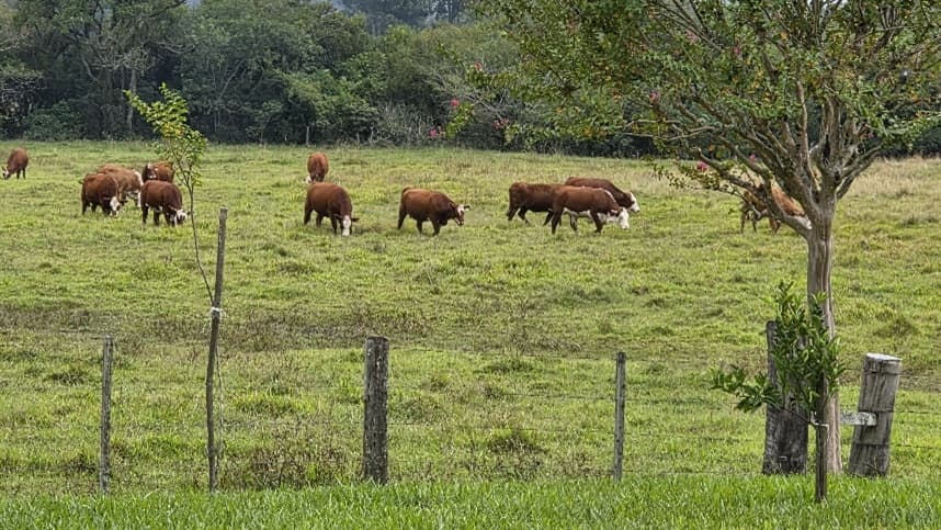 Ferramenta de simulação prevê projeção de cenários no agronegócio e amplia rentabilidade do setor