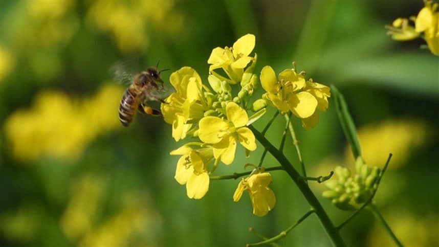 Canola tem área de cultivo duplicada no RS