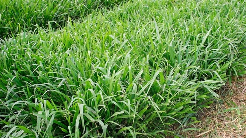 Nova linha traz fertilizantes para pastagem