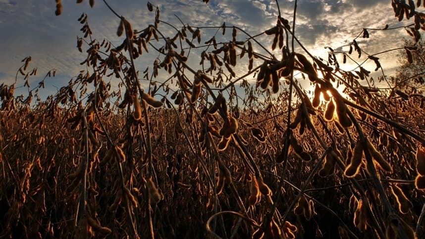 Custo da soja em Mato Grosso sobe 3,92%, aponta Imea