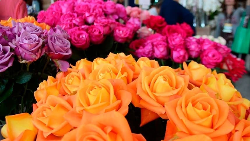 Cerca de dois terços dos produtores de flores podem falir