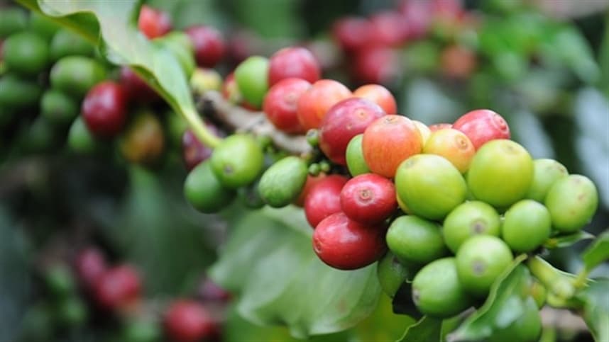 Nutrição do café movimentou US$ 966 milhões