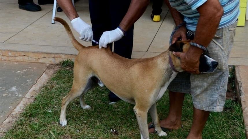 Tocantins lembra Dia Mundial de Combate às Zoonoses