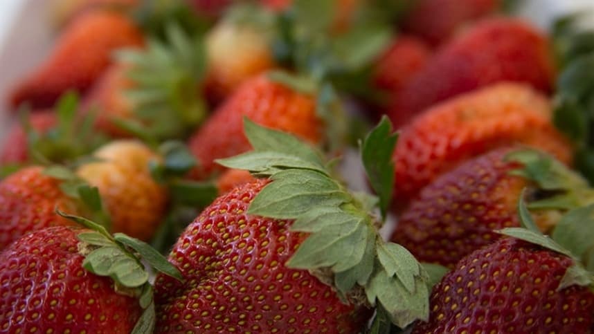 Morango do Egito ganha espaço e preocupa produtores brasileiros