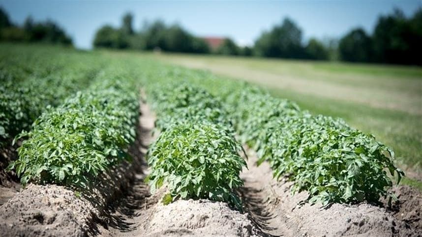 Fósforo foliar é  fundamental na nutrição da batata