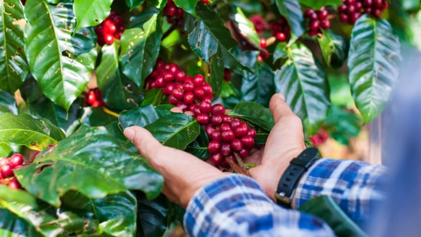 Dia Mundial do Café: Bahia reforça liderança no Nordeste e projeta safra de destaque em 2026