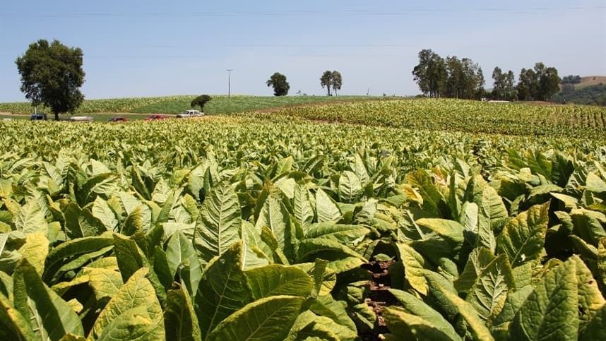 Epagri apresenta agricultores que encontraram alternativas ao cultivo de tabaco