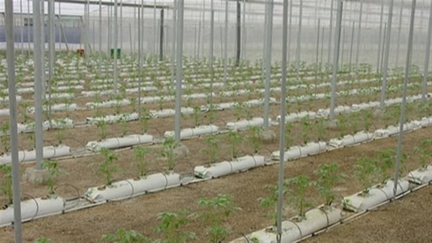 Seletadoras de tomate diminuem custos da produção 