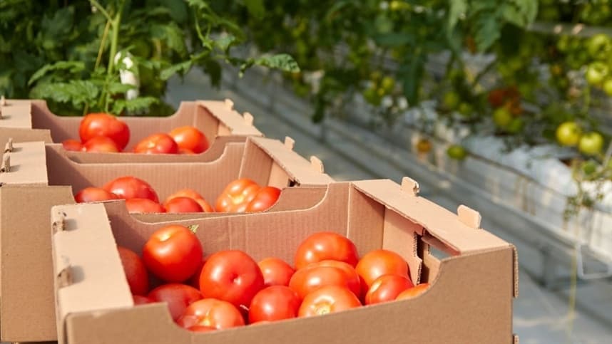 Tomate - produção e consumo no Brasil
