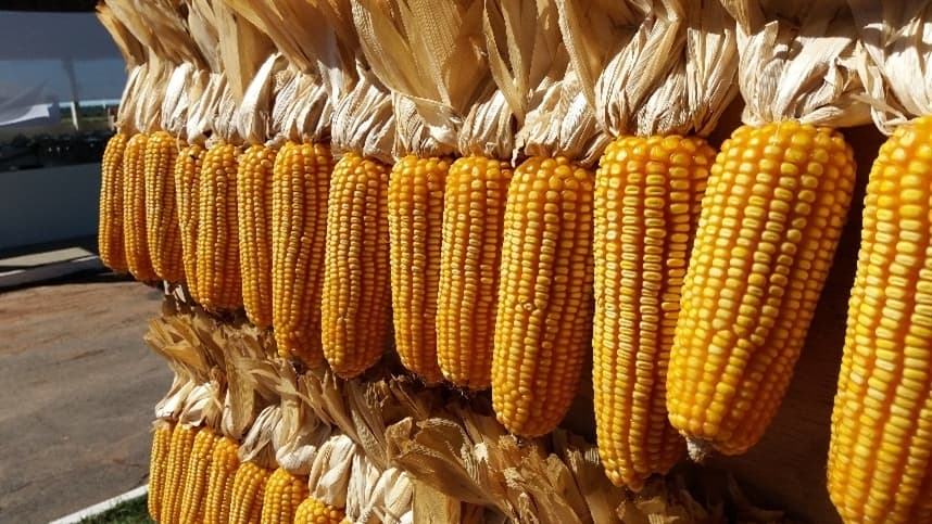 Milho: setor debate alternativas para aumentar produção e qualidade do cereal