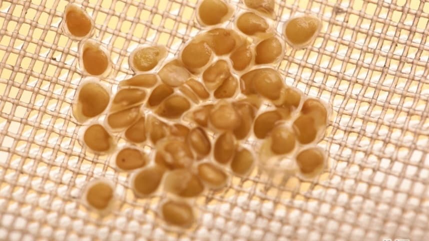 Quer aprender a germinar sementes de tomate?
