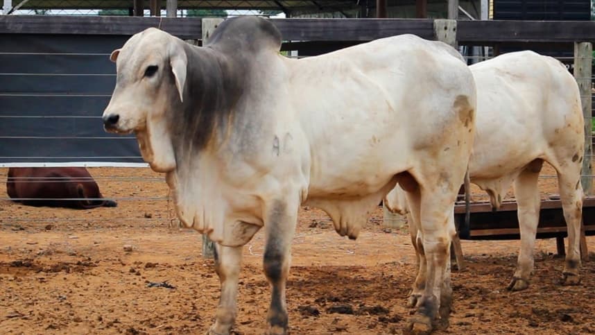Um Estudo de Autômatos Celulares com Parâmetros Fuzzy para a Dispersão da Febre Aftosa em Bovinos