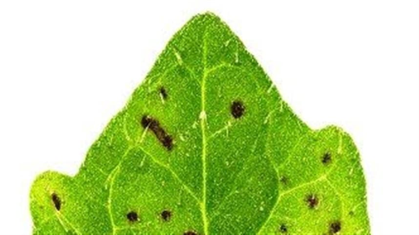 Cientistas se concentram em soluções para manchas bacteriana 