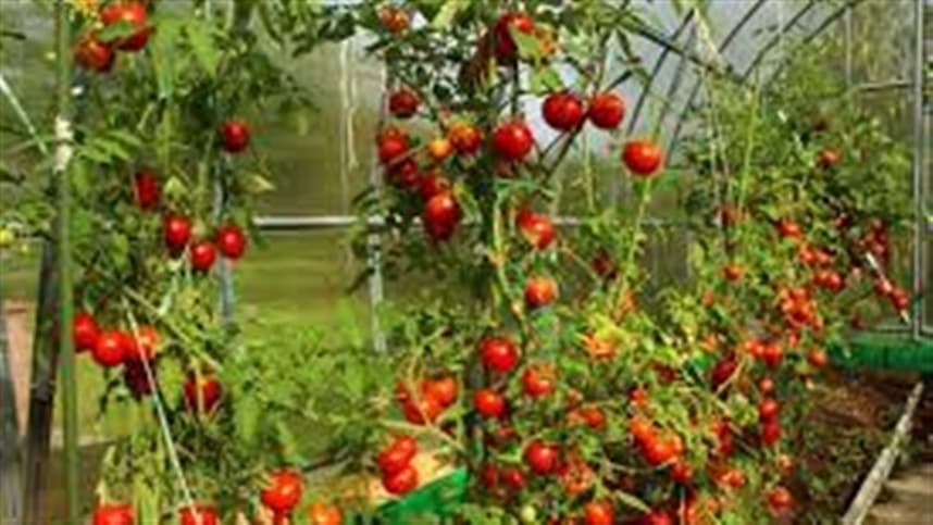 Adubação do tomate com casca de ovo