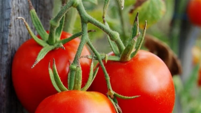 Quiz: qual a umidade e luminosidade ideais para o tomate?