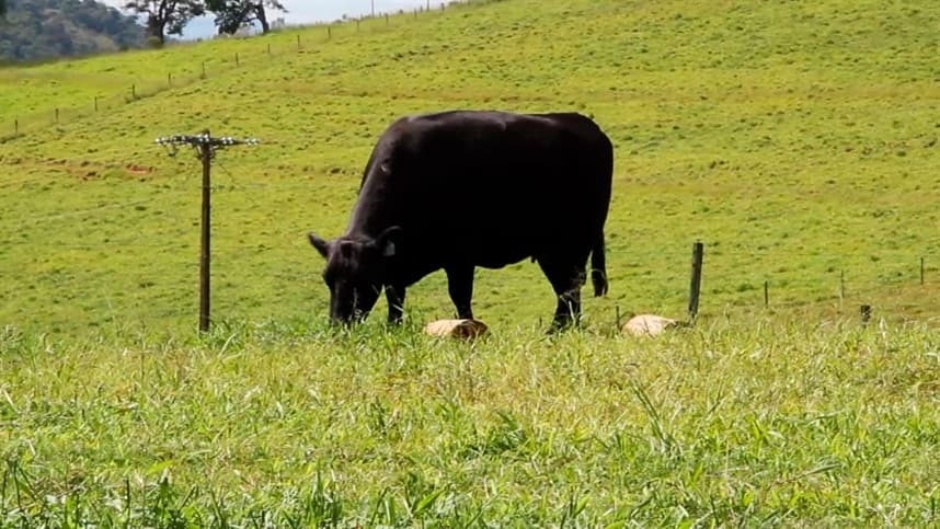 Vacinação contra a febre aftosa é prorrogada