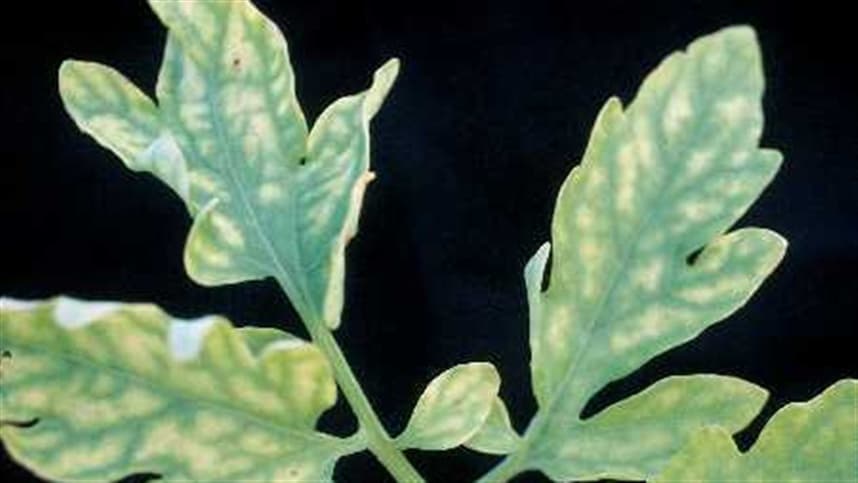 Entenda os sintomas visuais de deficiência / excesso nutricional em plantas
