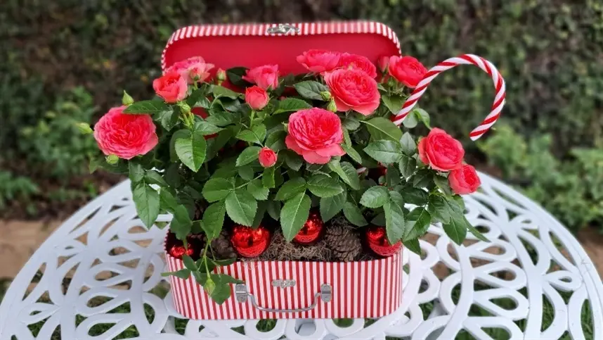 Setor de flores cresce 10%