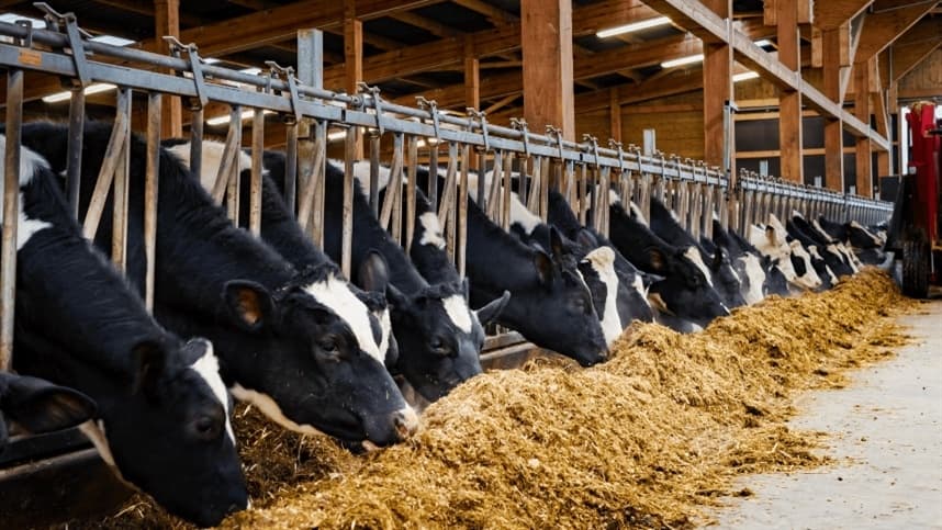 Supra Sementes lança o FORTISILO, programa para impulsionar o desempenho da silagem do plantio à nutrição animal