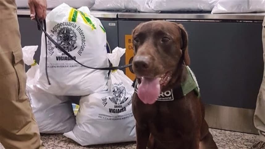 Treinamento de cães evita entrada de doenças e pragas