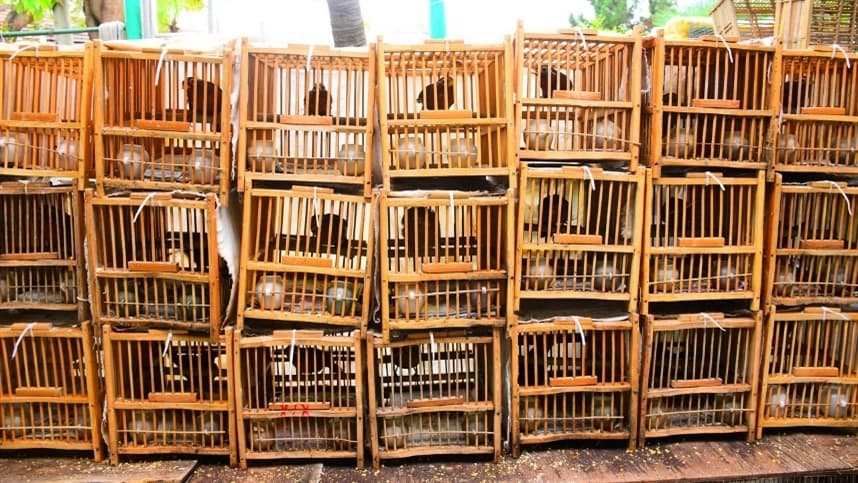 Mercado de animais selvagens vivos é foco de doenças