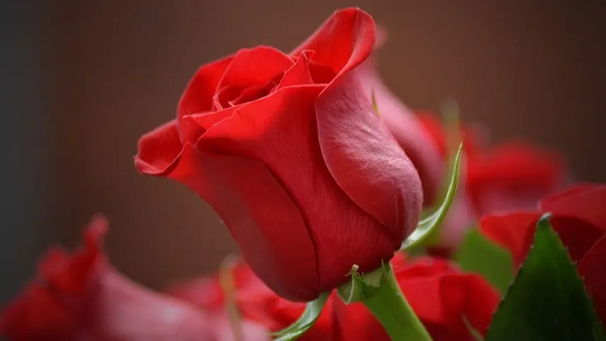 Dia das Mães impulsiona mercado de flores no Paraná